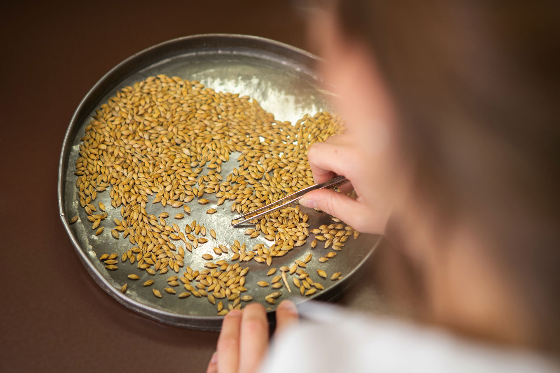 Kernels being examined with tweezers for damage or other abnormalities