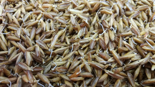 Germinated grains of the whiskered brome