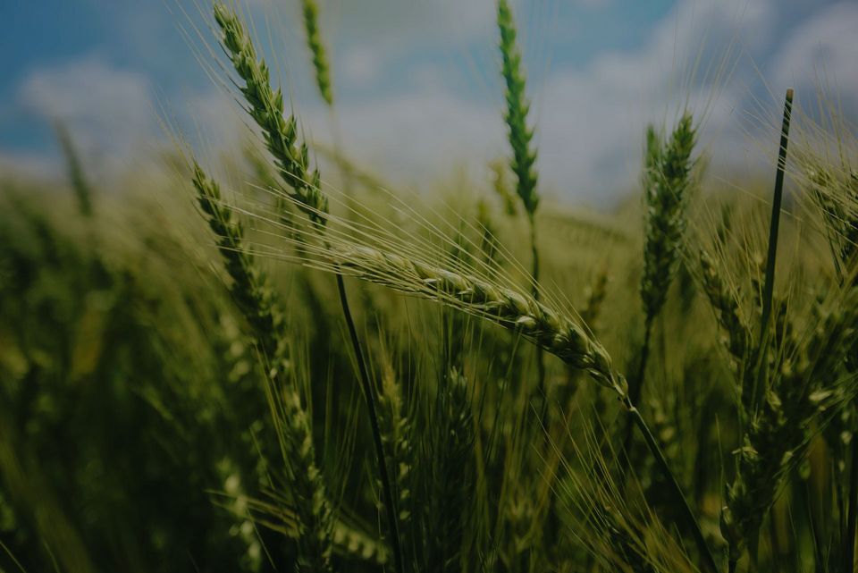 Ears of grain in a field
