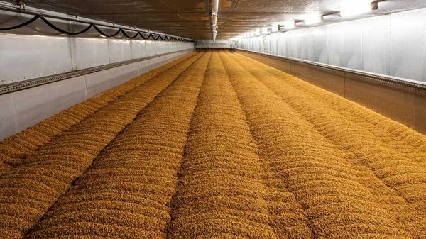 Malt being produced in a germination/kiln-drying floor in a malthouse