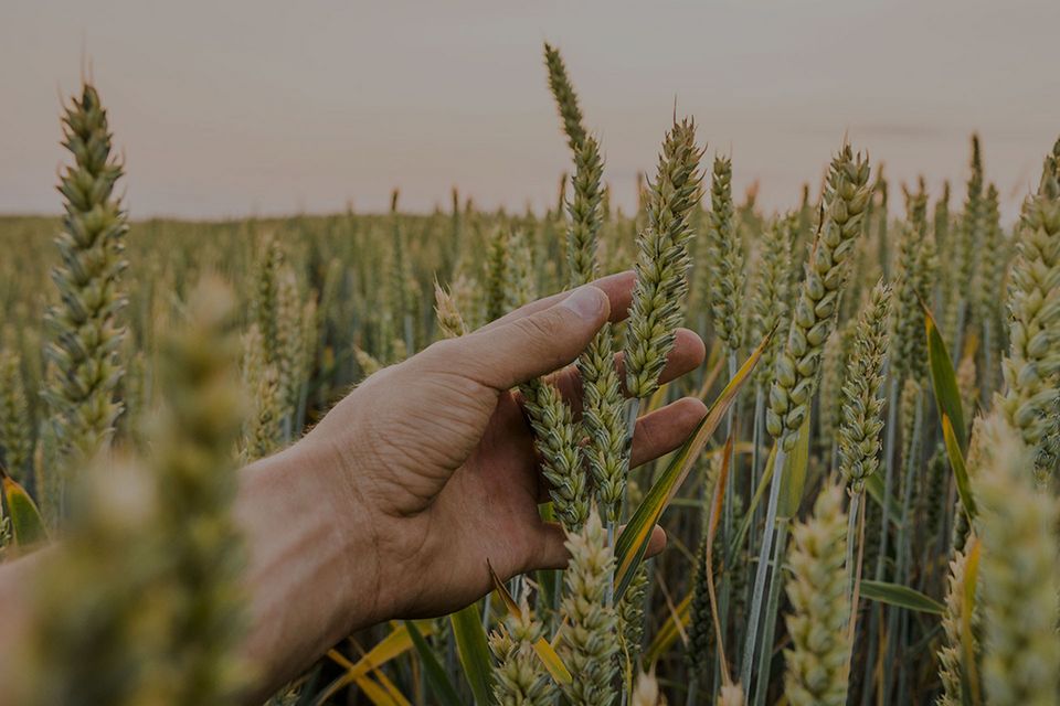 Eine Hand greift nach Getreideähren