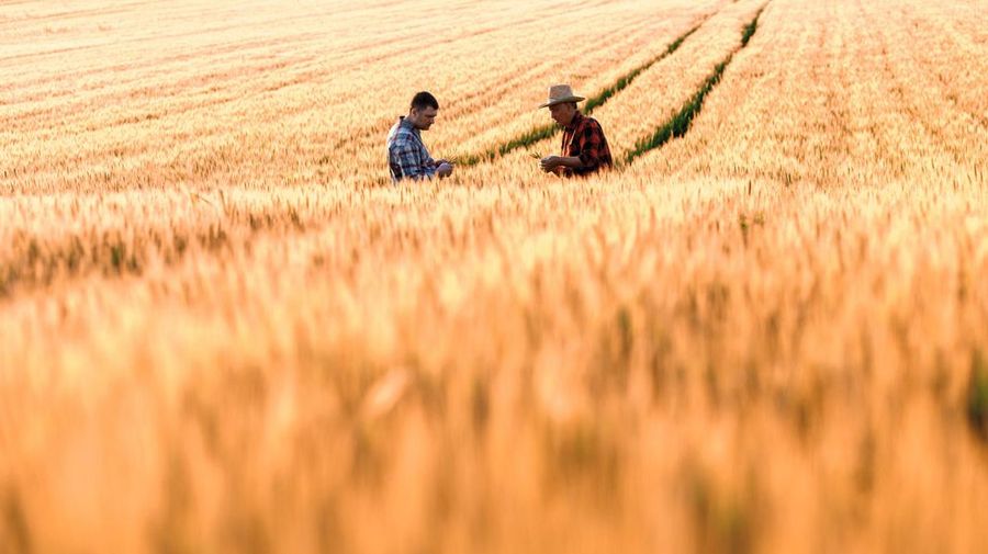 Zwei Männer stehen in einem Weizenfeld